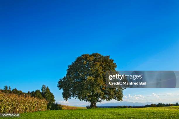 old lime tree (tilia), near egling, bavaria, germany - lime tree stockfoto's en -beelden