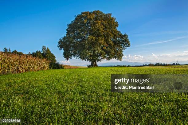 old lime tree (tilia), near egling, bavaria, germany - lime tree stockfoto's en -beelden