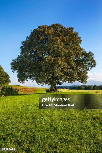 old lime tree (tilia), near egling, bavaria, germany - lime tree stockfoto's en -beelden