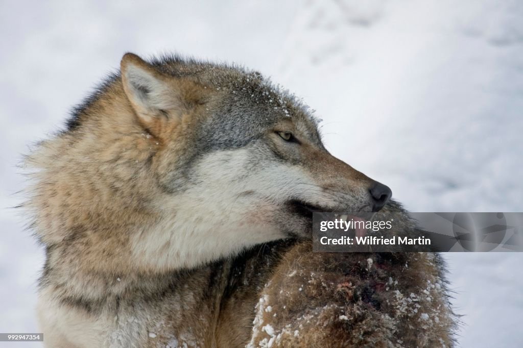 Wolf Grooming Captive Germany High-Res Stock Photo - Getty Images