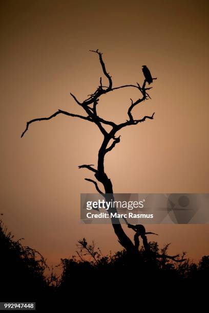 dead tree against a reddish sky, sunset with african fish eagle (haliaeetus vocifer) on a branch, chobe national park, botswana - chobe national park bildbanksfoton och bilder