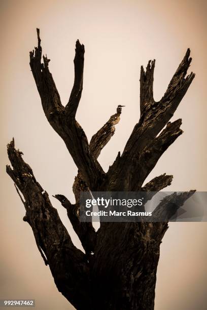 dead tree backlit, sunset with pied kingfisher (ceryle rudis) on a branch, chobe national park, botswana - pied kingfisher ceryle rudis stock pictures, royalty-free photos & images