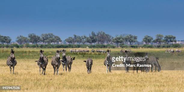 burchell's zebra (equus quagga), savuti area, chobe national park, botswana - chobe national park bildbanksfoton och bilder