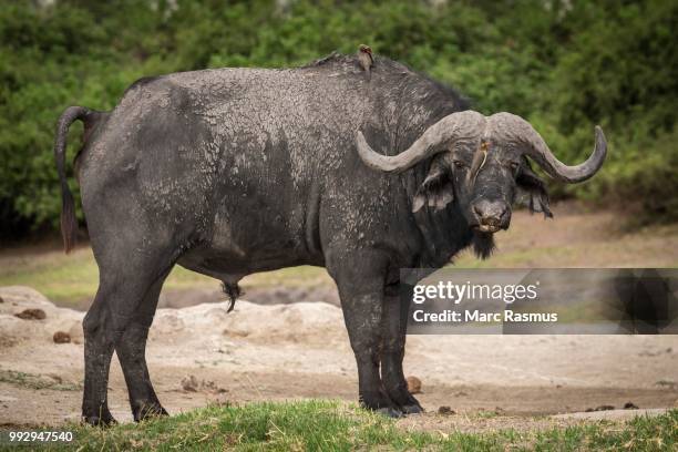 cape buffalo (syncerus caffer) with two red-billed oxpecker (buphagus erythrorhynchus) on head and back, chobe national park, botswana - picoteador de pico rojo fotografías e imágenes de stock