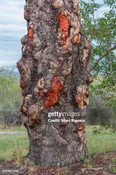Marula Tree With Roots 65 Marula Tree Stock Photos, High-Res Pictures, and Images - Getty Images