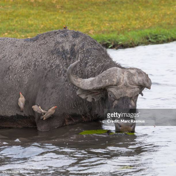 old cape buffalo (syncerus caffer) with a blind eye and lost horn drinking in the river, four red-billed oxpecker (buphagus erythrorhynchus) on its body, chobe national park, chobe river, botswana - picoteador de pico rojo fotografías e imágenes de stock