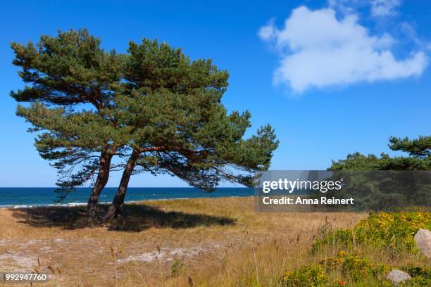 dunes with common pine (pinus sylvestris), darss, western pomerania lagoon area national park, mecklenburg-western pomerania, germany - vorpommersche boddenlandschaft national park stockfoto's en -beelden