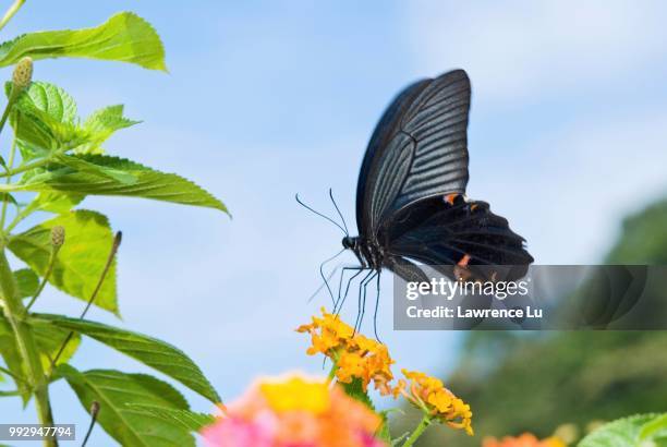 black swallowtail butterfly (papilio polyxenes) sitting on lantana (lantana camara) - lantana camara stock pictures, royalty-free photos & images