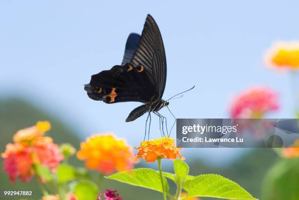 black swallowtail butterfly (papilio polyxenes) sitting on lantana (lantana camara) - black swallowtail butterfly stockfoto's en -beelden