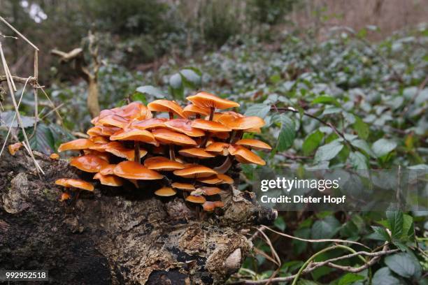 enokitake or winter mushroom (flammulina velutipes) growing on an old tree stump, allgaeu, bavaria, germany - agaricales stock pictures, royalty-free photos & images
