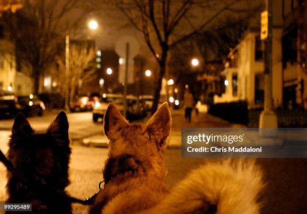 To help combat crime in their Capitol Hill neighborhood, PSA 109, area residents have organized group dog walks at night.