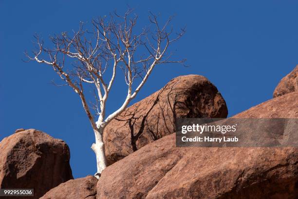 431 Shepherd Tree Stock Photos, High-Res Pictures, and Images - Getty ...