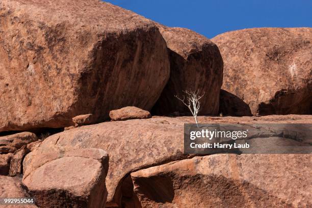 shepherd's tree (boscia albitrunca) between rocks at twyfelfontein, namibia - kunene region bildbanksfoton och bilder