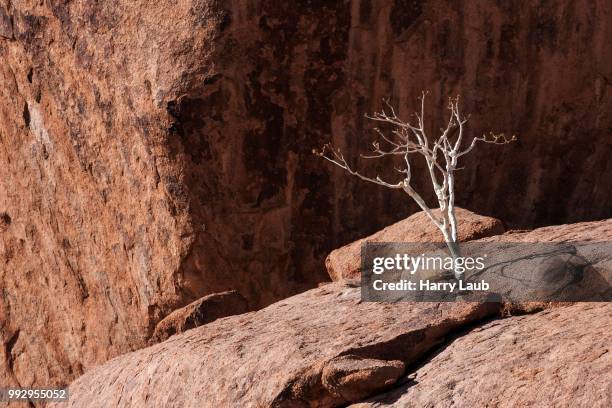 shepherd's tree (boscia albitrunca) between rocks at twyfelfontein, namibia - kunene region stock pictures, royalty-free photos & images