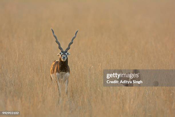 blackbuck (antilope cervicapra), male, in the tal chhapar grasslands of rajasthan, india - tal photos et images de collection