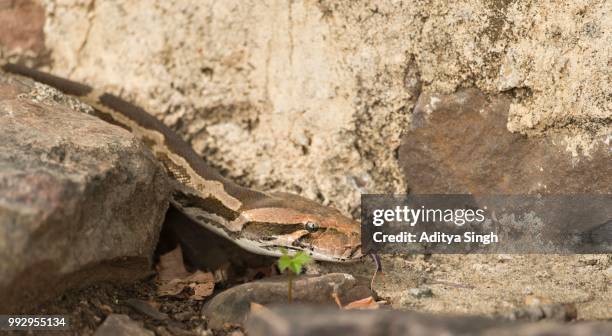 indian rock python or indian python (python molurus) in ranthambhore tiger reserve, rajasthan, india - indian python - fotografias e filmes do acervo