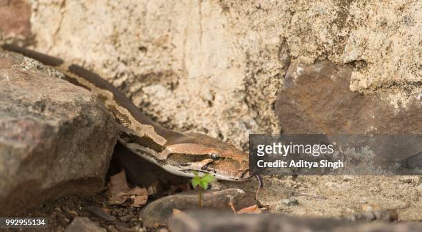 indian rock python or indian python (python molurus) in ranthambhore tiger reserve, rajasthan, india - indian python 個照片及圖片檔
