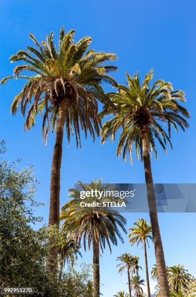 canary island date palm (phoenix canariensis), santa lucia de tirajana, gran canaria, canary islands, spain - sankta lucia 2015 stock pictures, royalty-free photos & images