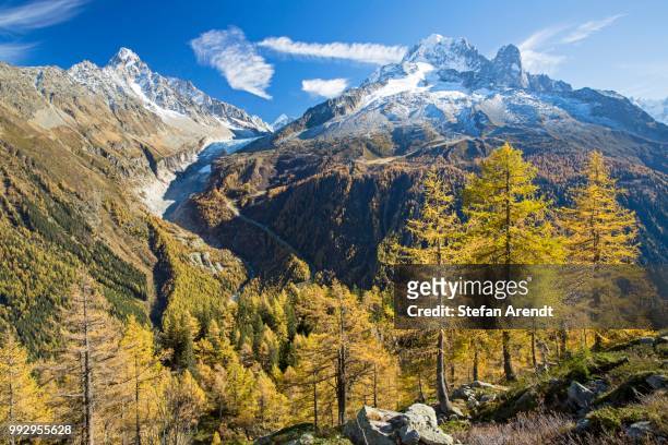 larch forest in autumn, view of the chamonix mountains behind, alps, france - larch stock pictures, royalty-free photos & images