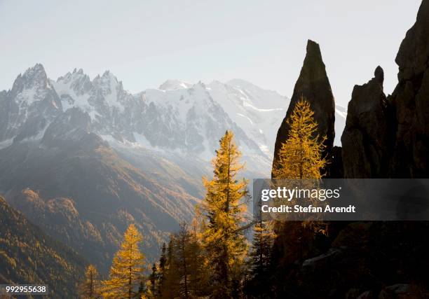 larch forest in autumn, view of the chamonix mountains behind, alps, france - larch stock pictures, royalty-free photos & images