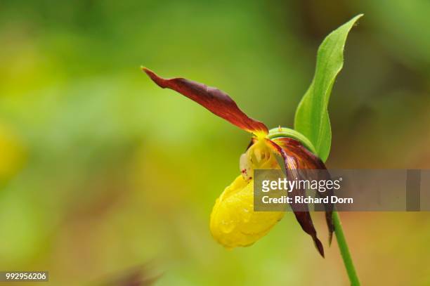 lady's slipper orchid (cypripedium calceolus), martinau, tyrol, austria - calceolus stock-fotos und bilder