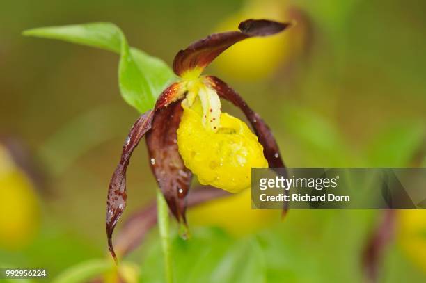 lady's slipper orchid (cypripedium calceolus), martinau, tyrol, austria - calceolus stock-fotos und bilder
