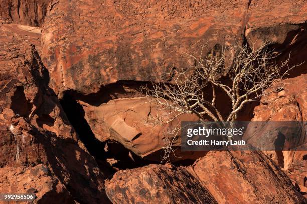 balsam tree (commiphora glaucescens) between rocks, twyfelfontein, namibia - kunene region bildbanksfoton och bilder