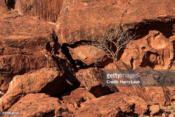 balsam tree (commiphora glaucescens) between rocks, twyfelfontein, namibia - kunene region stock pictures, royalty-free photos & images