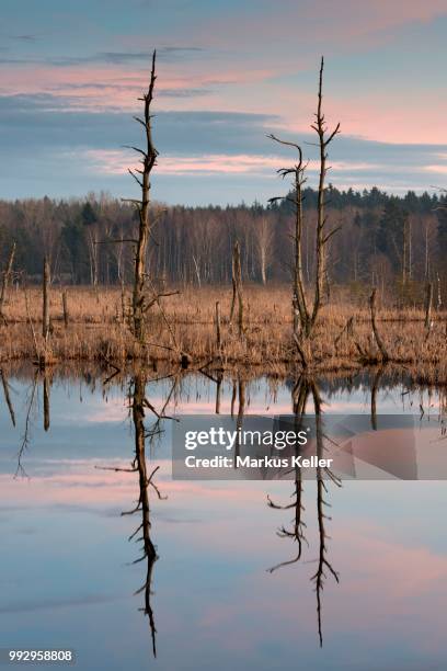 dead trees in schwenninger moos nature reserve, schwarzwald, villingen-schwenningen, baden-wuerttemberg, germany - moos imagens e fotografias de stock