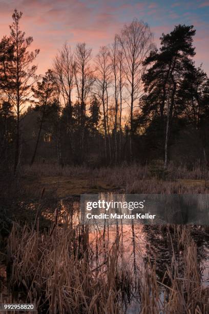 bog in schwenninger moos nature reserve, schwarzwald, villingen-schwenningen, baden-wuerttemberg, germany - moos - fotografias e filmes do acervo