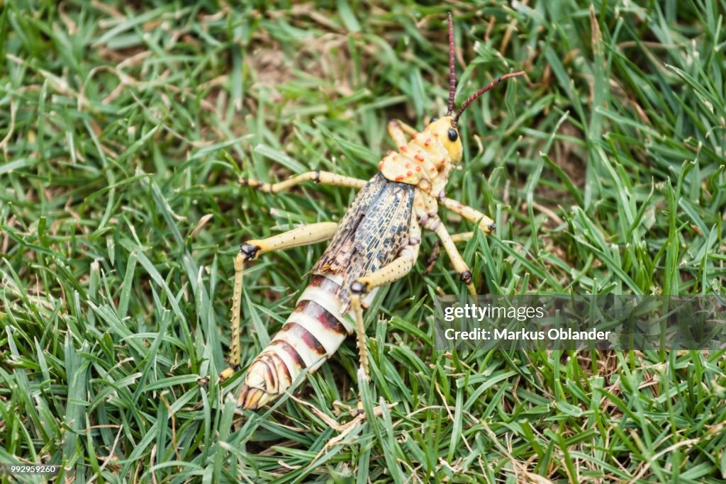 Phymateus Grasshopper (Phymateus morbillosus) in the grass, Namibia