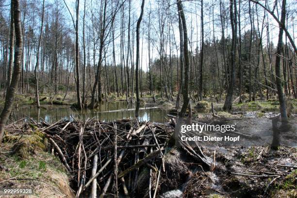 beaver dam in the floodplain, allgaeu, bavaria, germany - beaver dam stock pictures, royalty-free photos & images