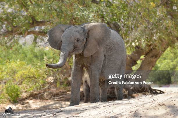 african elephant (loxodonta africana), young desert elephant standing in the dry riverbed of the hoanib ephemeral seasonal river, kaokoveld, namibia - desert elephant fotografías e imágenes de stock