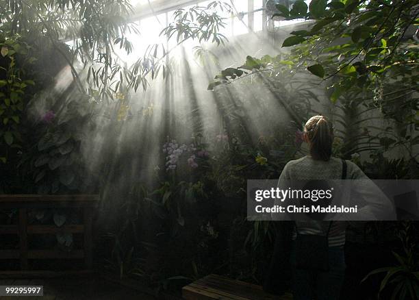 Alison Manchester visiting from Rochester, NY, in the orchid room at the Botanic Garden.