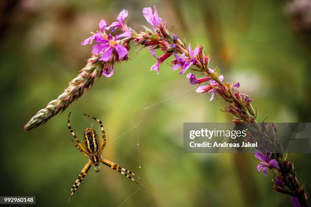 wasp spider (argiope bruennichi) with purple loosestrife (lythrum salicaria), cottbus, cottbus, brandenburg, germany - getingspindel bildbanksfoton och bilder