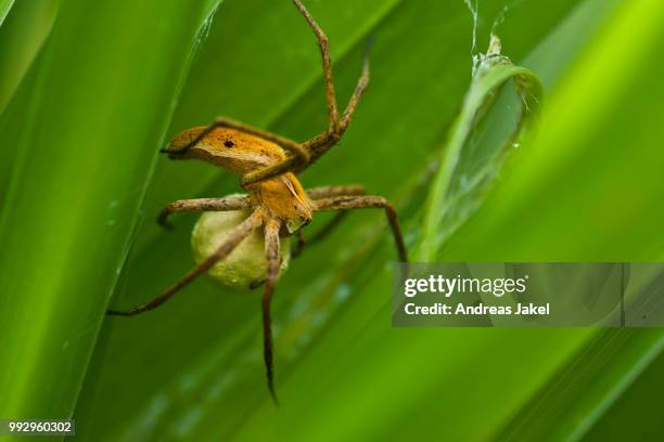 nursery-web spider (pisaura mirabilis) with an egg sac, schmellwitz, cottbus, brandenburg, germany - sac 個照片及圖片檔
