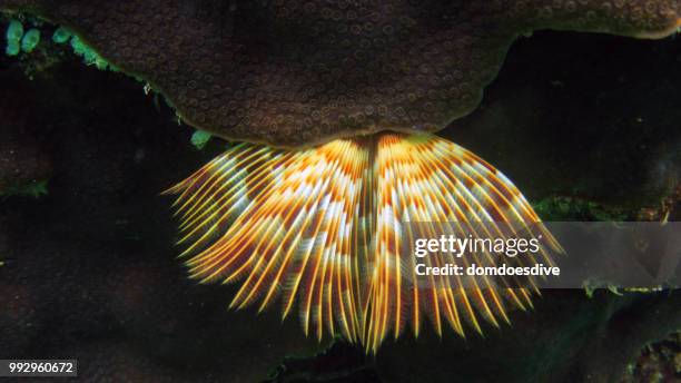 anemone, el nido philippines - nido stock pictures, royalty-free photos & images