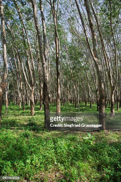 rubber plantation, para rubber trees or sharinga trees (hevea brasiliensis), pulau langkawi, sultanat kedah, malaysia - kedah stock pictures, royalty-free photos & images