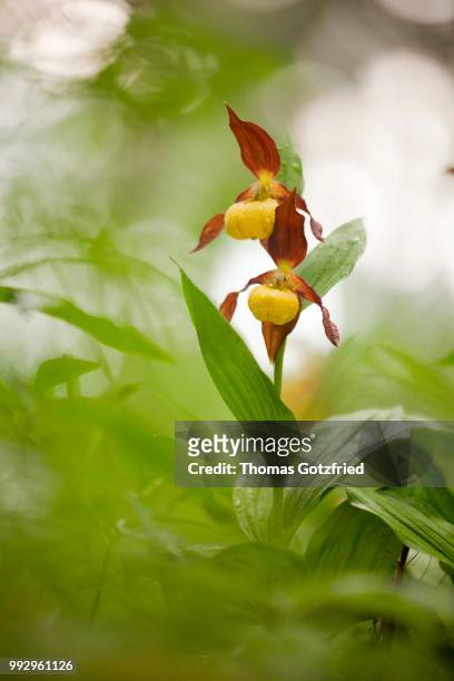 yellow lady's slipper orchid (cypripedium calceolus), flowering, germany - calceolus stock-fotos und bilder