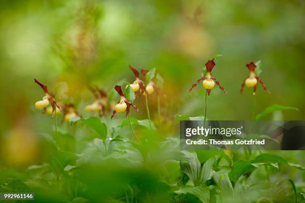 yellow lady's slipper orchids (cypripedium calceolus), flowering group, germany - calceolus stock-fotos und bilder