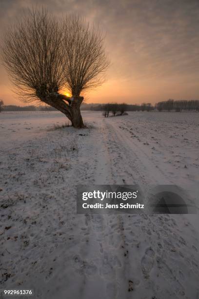 landscape with pollard willows at sunset, bislicher insel, north rhine-westphalia, germany - insel - fotografias e filmes do acervo