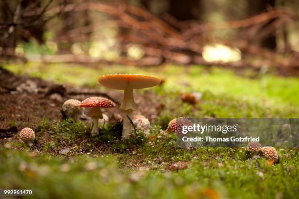 batch of fly agaric (amanita muscaria), germany - agaricales stock pictures, royalty-free photos & images