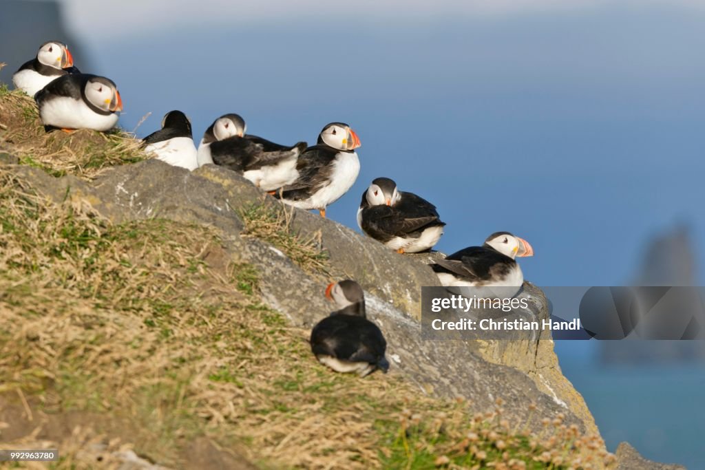 Atlantic Puffins (Fratercula arctica), Dyrholaey, Vik i Myrdal, Southern Region, Iceland
