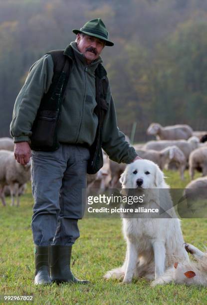 Shepherd Manfred Voigt stands next to the livestock guardian dog Alara, Great Pyrenees, and his flock of sheep on a meadow in Schwaebisch Hall,...