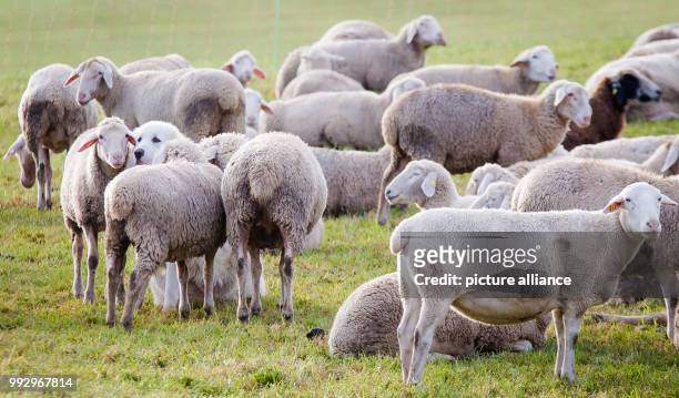 Surrounded by sheep, livestock guadrian dog Alara can be seen on a meadow in Schwaebisch Hall, Germany, 30 October 2017. The Great Pyrenees dogs are...