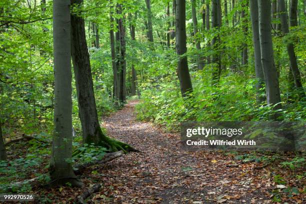 trail through a deciduous forest, thiemsburg nature trail, hainich national park, bad langensalza, thuringia, germany - deciduous stock pictures, royalty-free photos & images