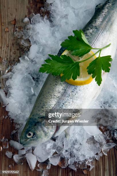 freshly gutted brook trout with ice on a wooden surface - brook trout stock pictures, royalty-free photos & images