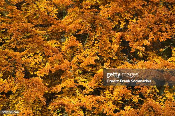 beech (fagus sylvatica) trees in autumn colours, unesco world natural heritage site, nationalpark hainich, thuringia, germany - hainich national park stock pictures, royalty-free photos & images