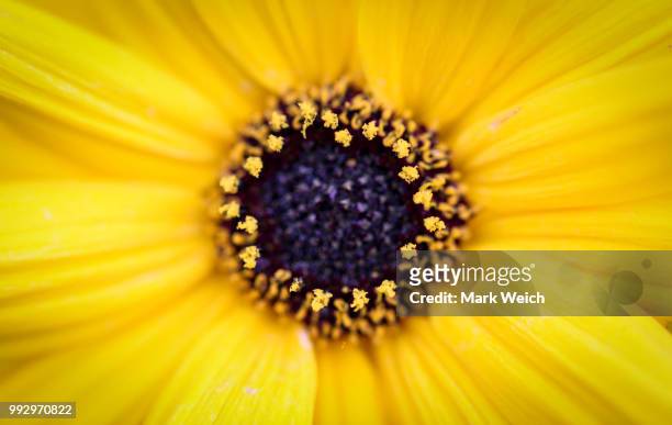 yellow ox eye daisy - mark bloom fotografías e imágenes de stock