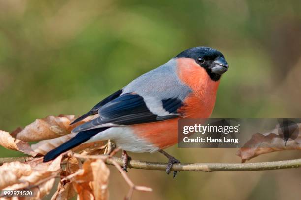 bullfinch or eurasian bullfinch (pyrrhula pyrrhula), male, untergroeningen, abtsgmuend, baden-wuerttemberg, germany - bull finch stock pictures, royalty-free photos & images